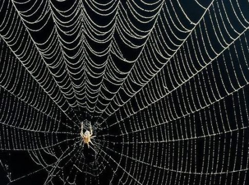 Yapay Örümcek İpliği Nedir?
